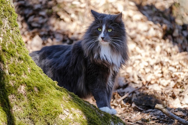 写真 野生のノルウェーの森の猫