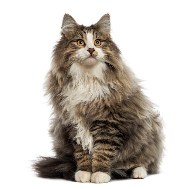 Norwegian Forest cat sitting