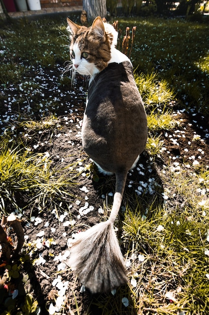 Норвежская лесная кошка гуляет по двору дома в саду, который покрыт лепестками цветущего абрикоса.