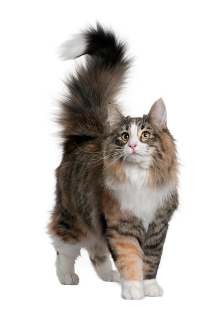 Norwegian Forest Cat   