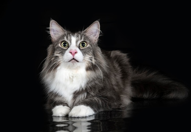 Norwegian Forest cat