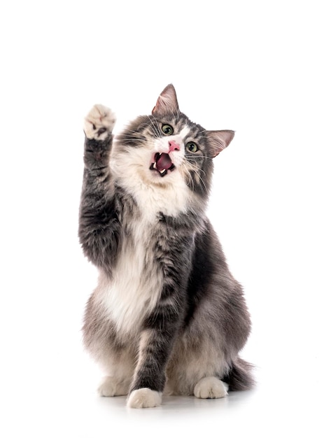 Photo norwegian forest cat