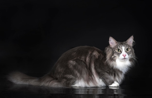 Norwegian Forest cat