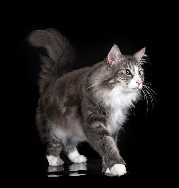 Norwegian Forest cat