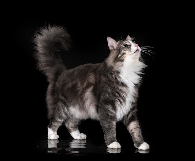 Norwegian Forest cat