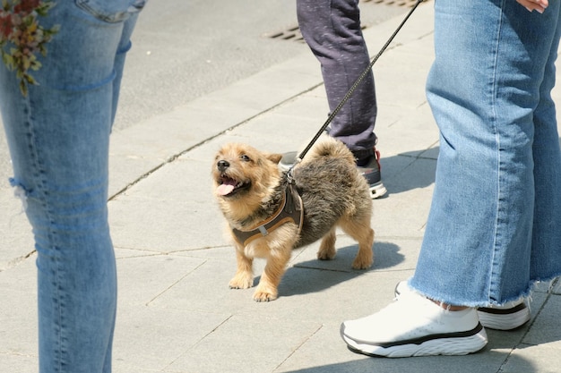 ひもにつながれたノーリッチ・テリア犬が通行人を見つめる