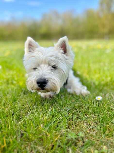 Norwich terrier at sandy heath