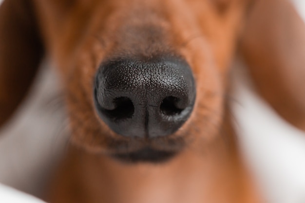 Nose dachshund close-up