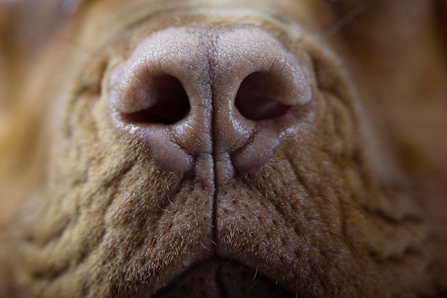 ドーグ・ド・ボルドーの鼻 美しいピンク色の犬の鼻