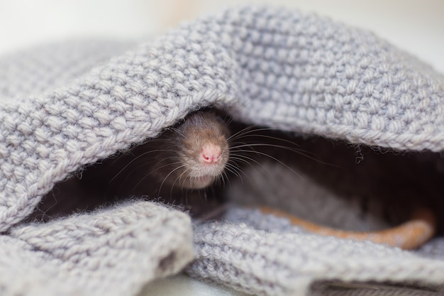 The nose of a gray domestic rat sticks out of a gray sweater. 