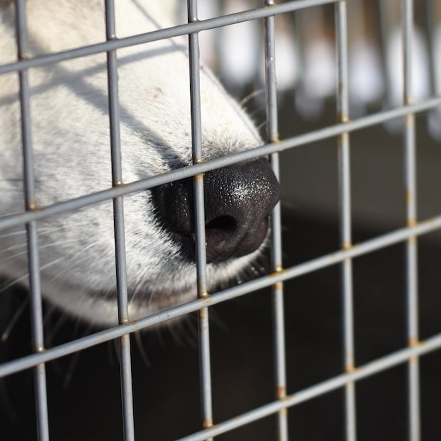 Nose of a husky dog sitting in a cage