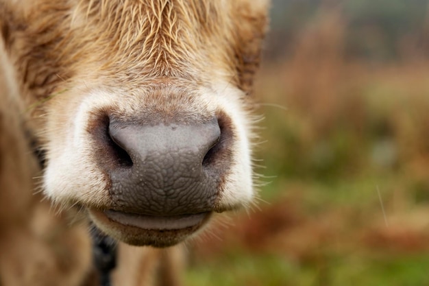 Nose of a red cow