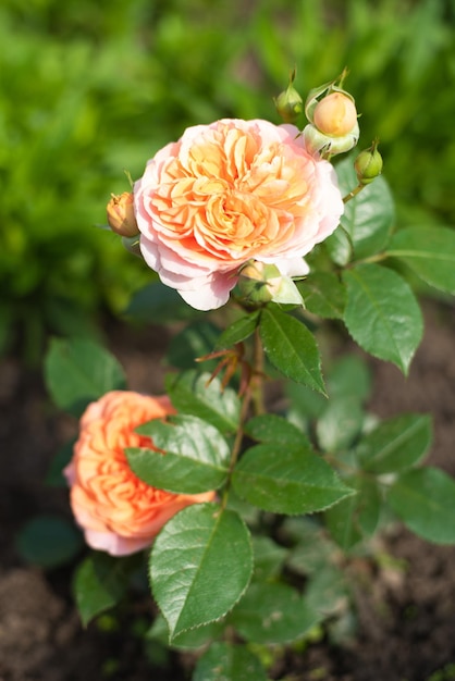 Nostalgische Hybride Tea Rose Chippendale Prachtige struik van geelroze rozen in een zomertuin Rose