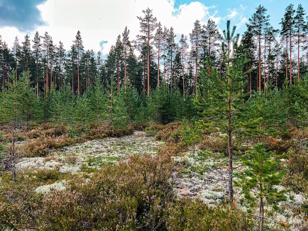 nothern pine forest White moss and heather flowers