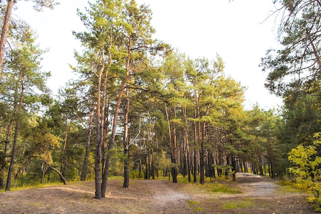 Nothing is more beautiful than forest. Forest landscape in autumn. Evergreen trees grow in forest. World forest day. Ecology and environment. Wanderlust and vacation.