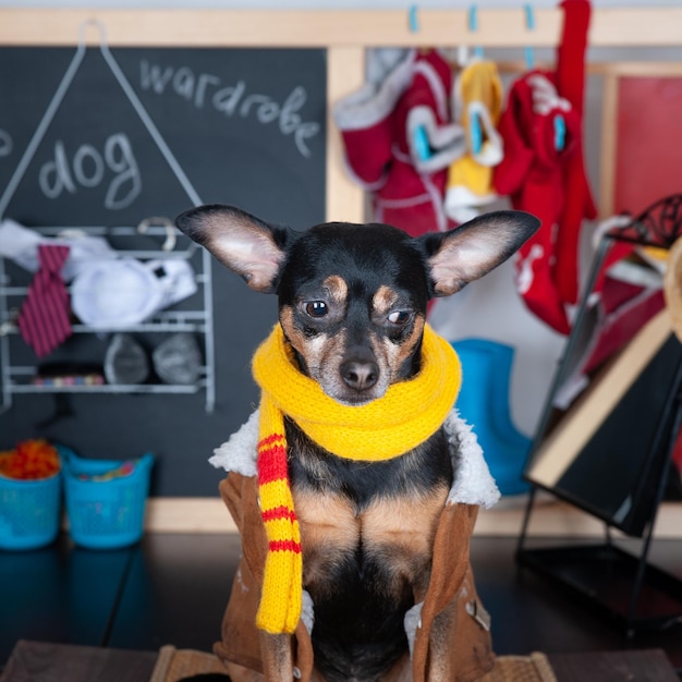 아무 옷도 입지 않는 개념 옷이 있는 옷장이 있는 귀여운 강아지의 초상화