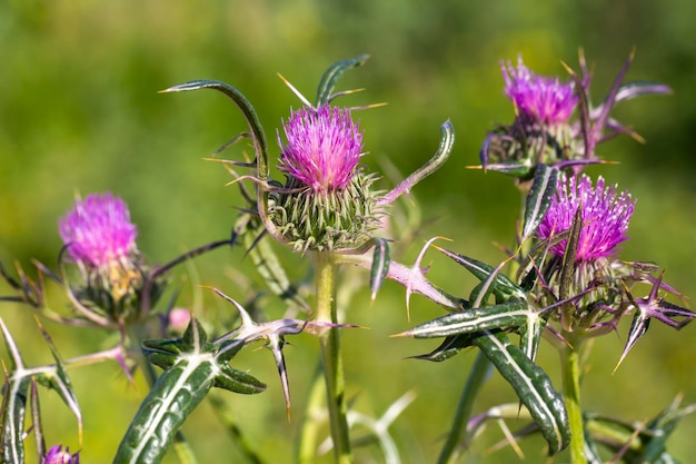 Notobasis syriaca (Syrian Thistle) Notobasis 속의 유일한 종은 국화과에 속하는 엉겅퀴 같은 식물입니다