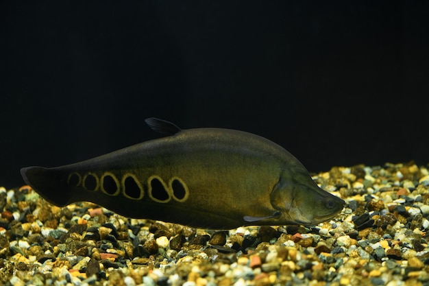 Notopterus chitala fish in aquarium on a dark background Chitala Ornata