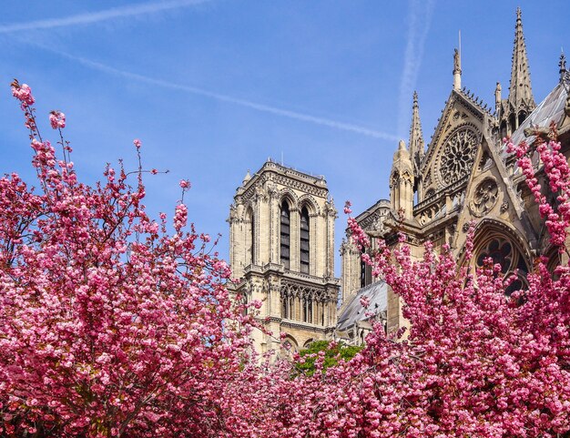 火事の前に4月パリフランスの桜の春のノートルダム大聖堂