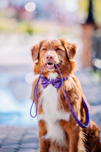 Nova Scotia Duck Tolling Retriever dog