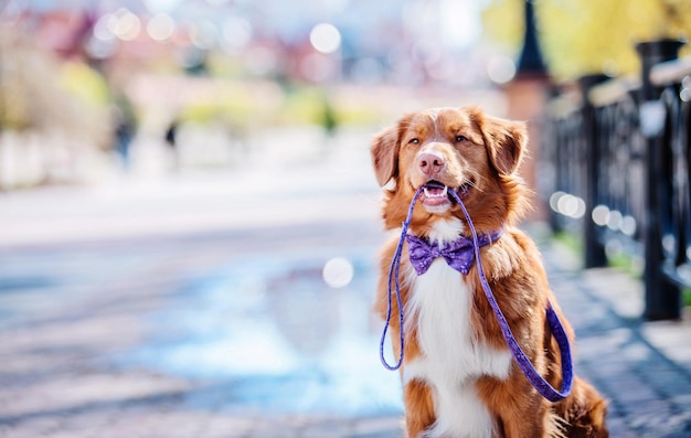 Nova Scotia Duck Tolling Retriever dog