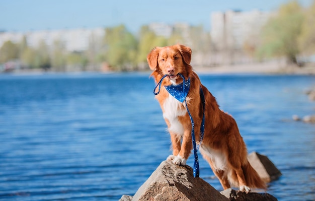 Nova Scotia Duck Tolling Retriever dog