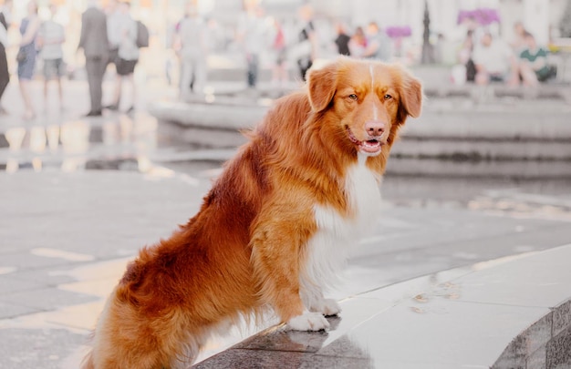 Nova Scotia Duck Tolling Retriever dog