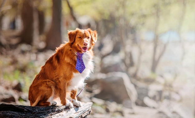 Nova Scotia Duck Tolling Retriever hond