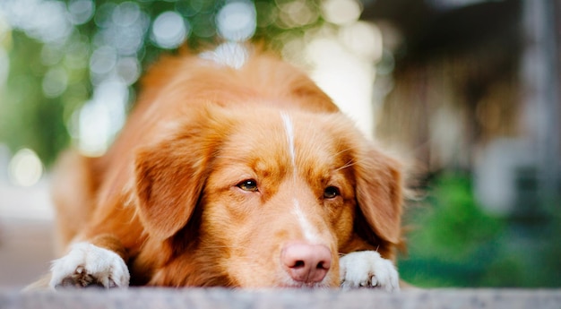 Nova Scotia Duck Tolling Retriever hond