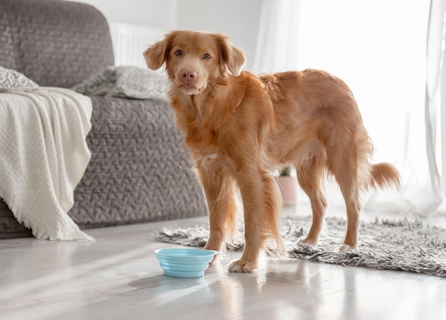 Nova scotia retriever honden ook bekend als toller drinken thuis uit schalen