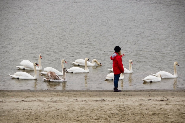 ノヴィ サド セルビア 2013 年 1 月 6 日川で白鳥を数える女の子