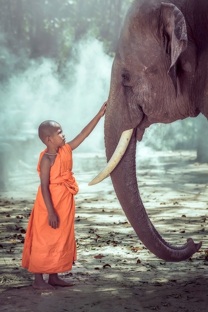 Novices buddhist monk being compassionate elephant,Surin ,Thailand