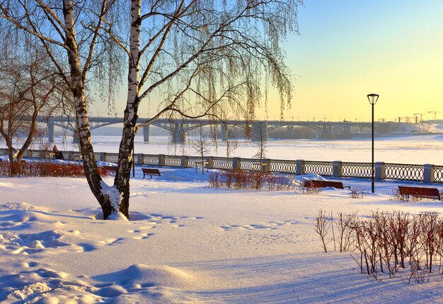 Novosibirsk Siberië Rusland 01292022 Winterdijk in de avond Kale berken tussen sneeuwbanken