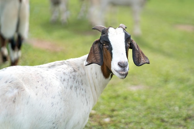 Nubian goat