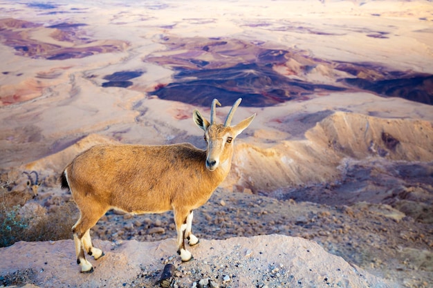 A Nubian ibex on the edge of Makhtesh Ramon Crater in Negev desert Israel