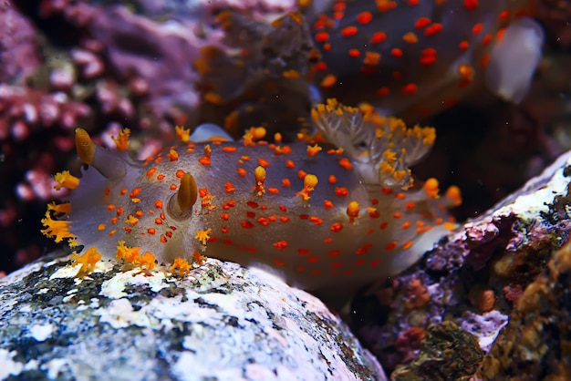 Photo nudibranch clam underwater photo macro