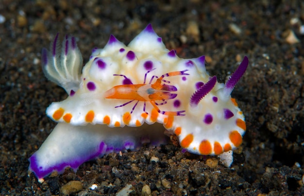 Nudibranch (sea slug) - Mexichromis multituberculata and a shrimp - Zenopontonia rex on it.