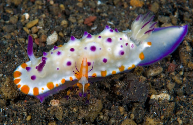 Nudibranch(바다 민달팽이) - Mexichromis multituberculata 및 새우 - Zenopontonia rex.