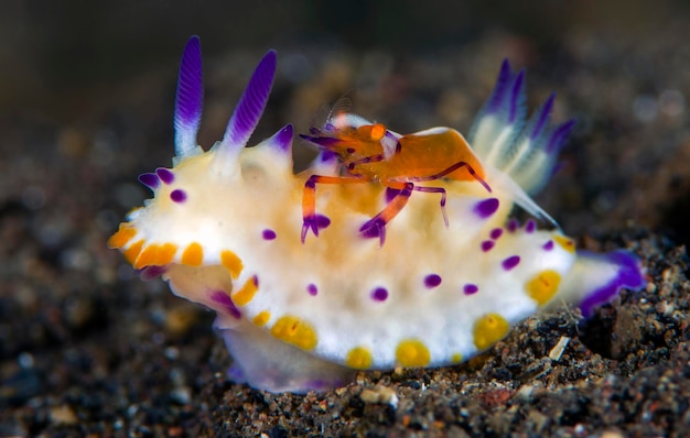 Nudibranch(바다 민달팽이) - Mexichromis multituberculata 및 새우 - Zenopontonia rex.