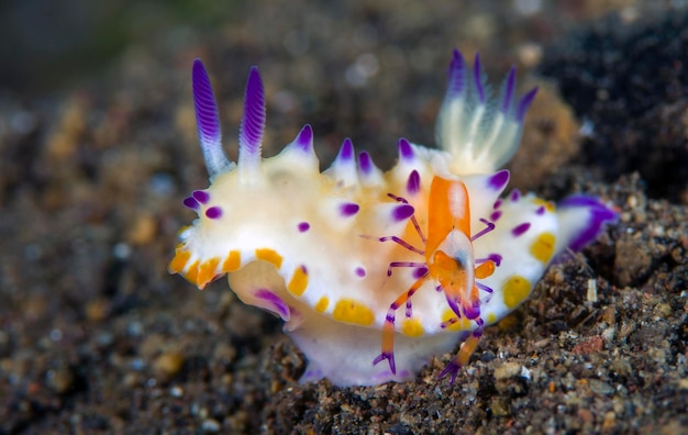 Photo nudibranch (sea slug) - mexichromis multituberculata and a shrimp - zenopontonia rex on it.