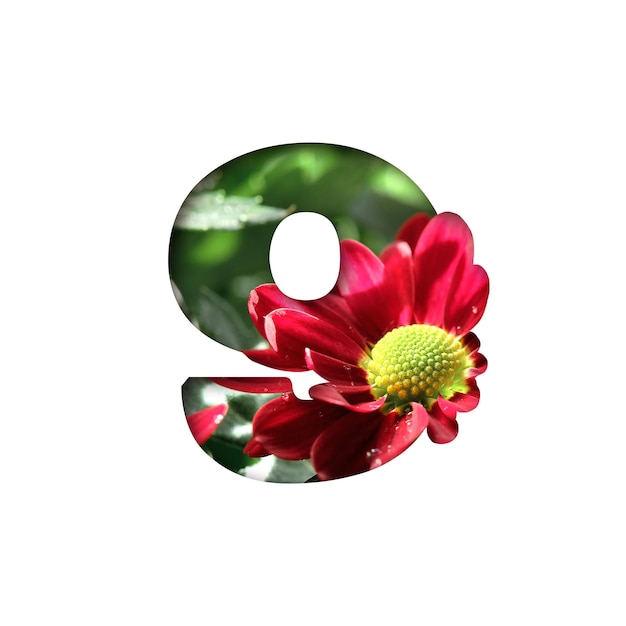 Number nine shape cut out of white background Chrysanthemum flowers