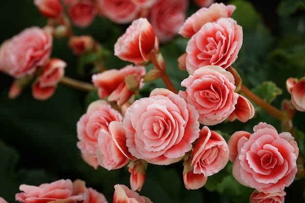 Numerous bright flowers of tuberous begonias 