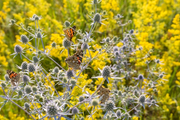 초원에 꽃에서 꿀을 수집하는 수많은 나비