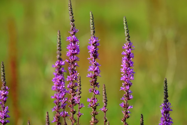 Numerous flowering plants of purple loosestrife Lythrum loosestrife on a greenish background