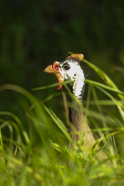 Numida meleagris-ホロホロチョウは、ホロホロチョウ科のキジ目鳥の一種です。