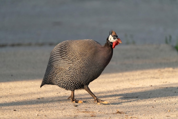 Numididae Это подсемейство фазанов семейства Phasianidae с названием Numidinae.