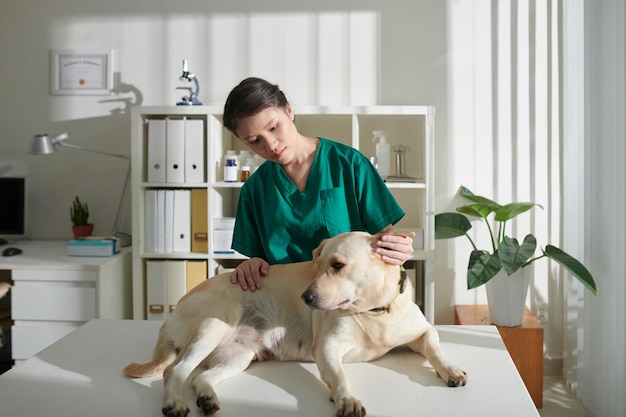 Nurse Examining Labrador Dog