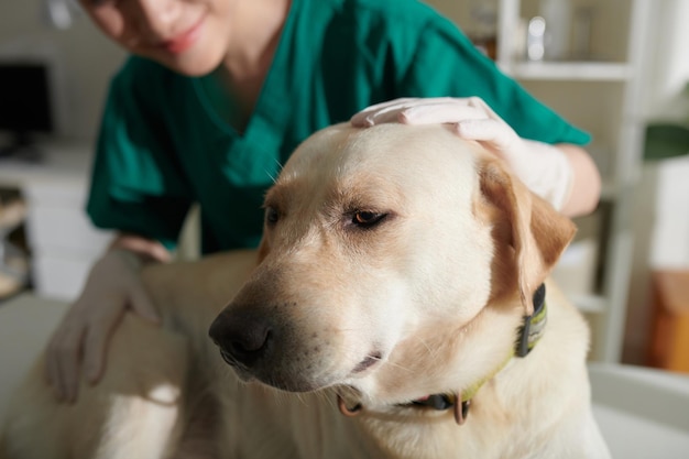 Infermiera che accarezza il cane labrador