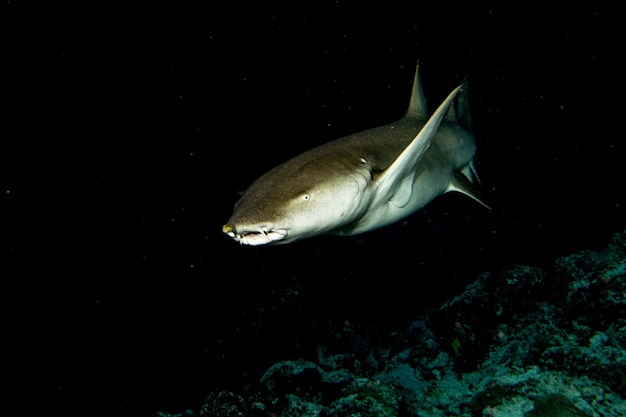 Nurse Shark close-up op zwart 's nachts