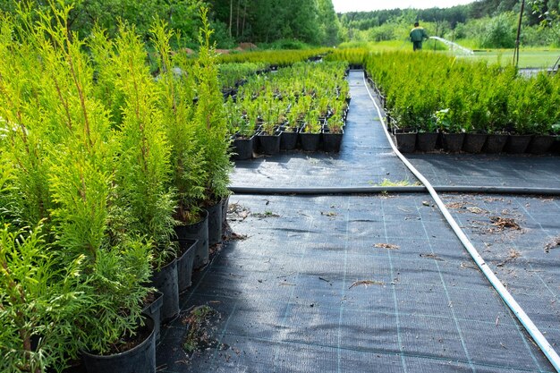 庭の敷地に植えるための、根が閉じたポットの針葉樹植物の苗床